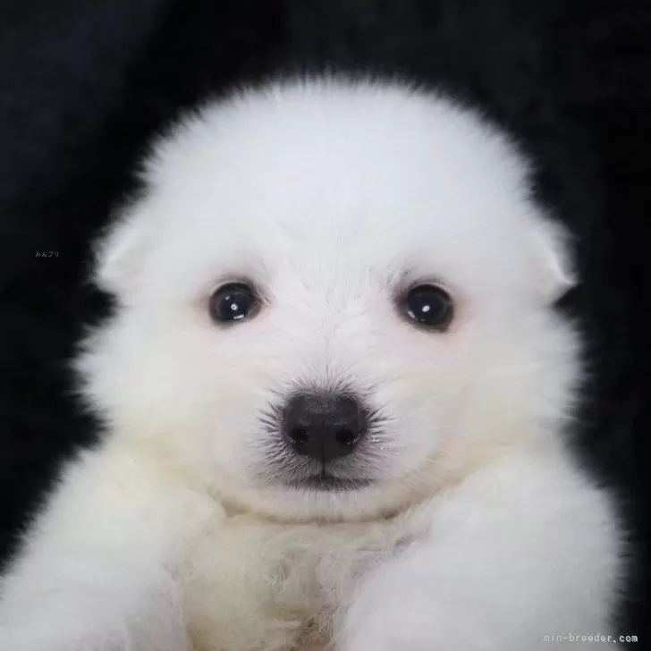 ID:2408-04245の子犬