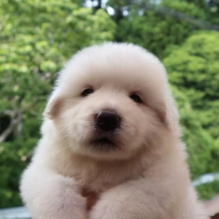 K.K 様のお迎えした子犬