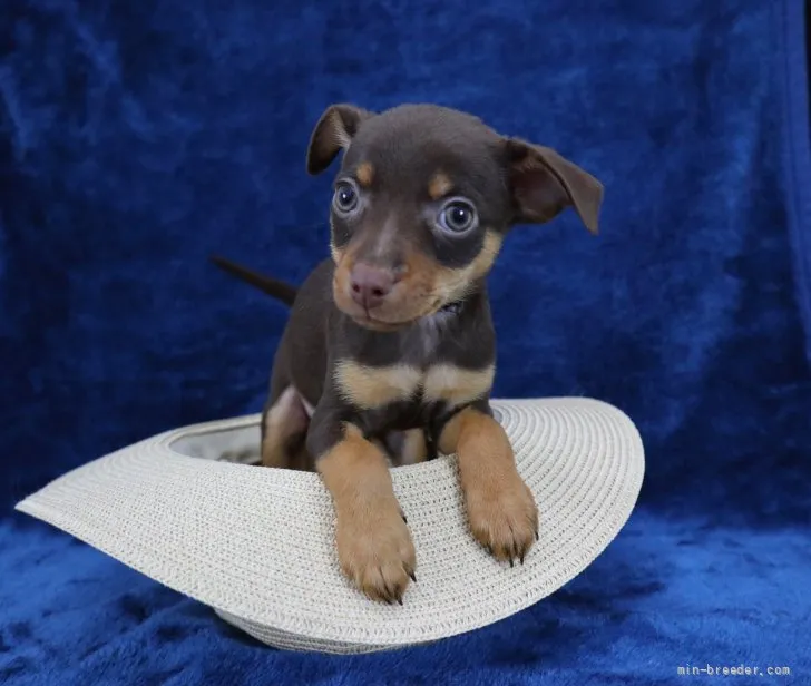 とく 様のお迎えした子犬