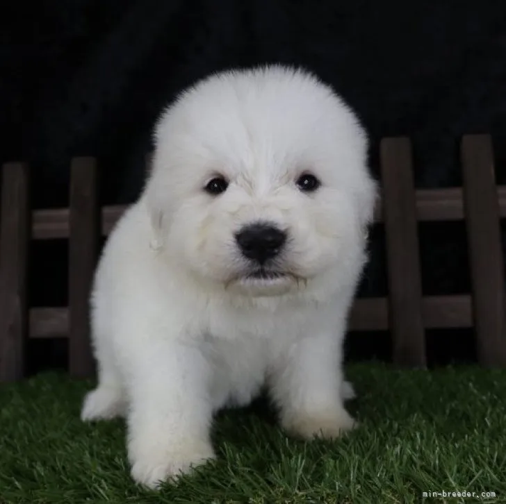 maa 様のお迎えした子犬