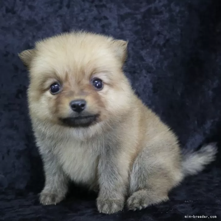 ID:2410-01799の子犬