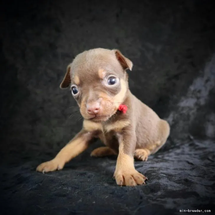 ID：2209-03808の子犬