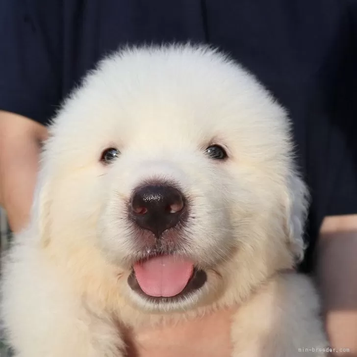 ID：2408-02335の子犬