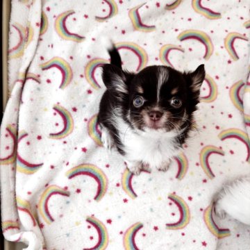 チワワ(ロング)【福岡県・女の子・2025年9月18日・チョコタン&ホワイト】の写真「とても人懐こく、甘えん坊さんです」