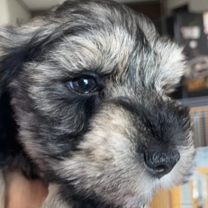 ID:2402-02161の子犬