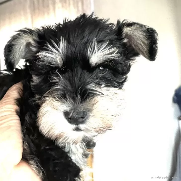 ID:2402-02100の子犬