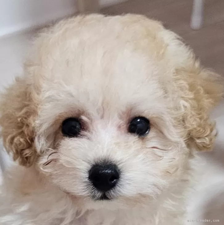 ID：2410-01722の子犬