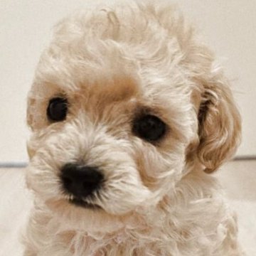 トイプードル(タイニー)【山梨県・女の子・2025年3月19日・ペールフォーン】の写真「🌸桜の様な雰囲気がある淡い色のエンジェル♡」