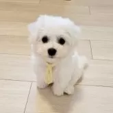 ビションフリーゼ