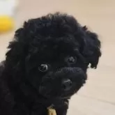 タイニープードル