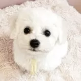 ビションフリーゼ