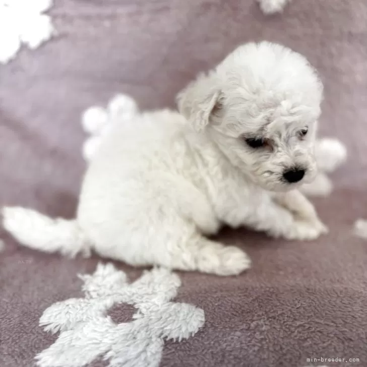 ID：2510-05078の子犬