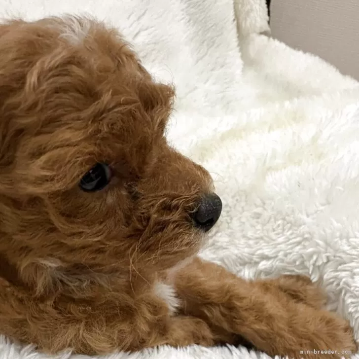 ID：2511-00430の子犬