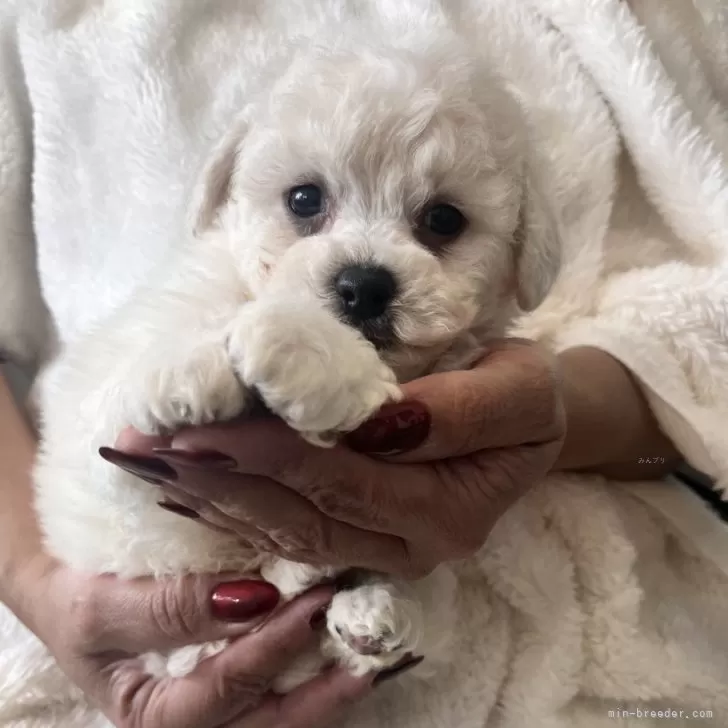 ID：2502-02153の子犬