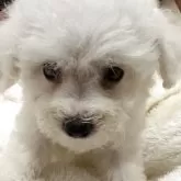 ビションフリーゼ