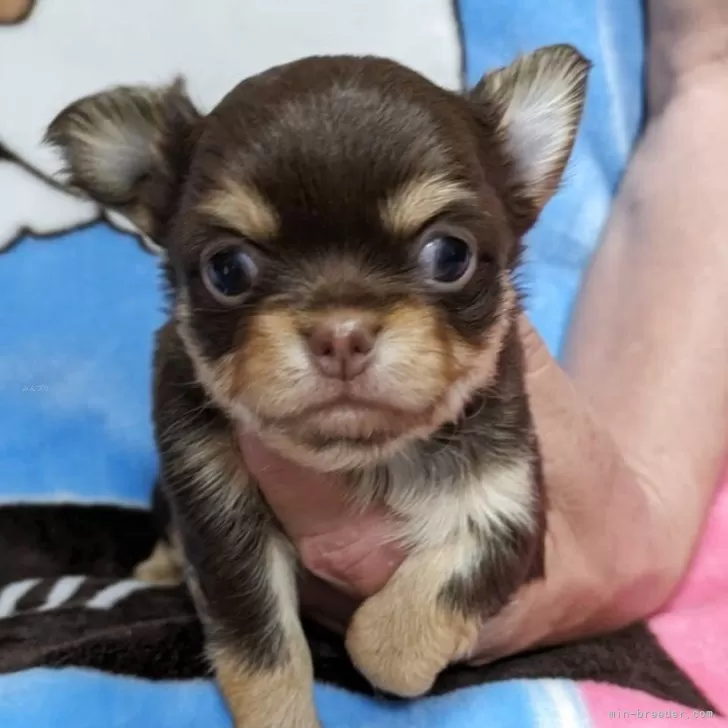 ID：2504-05115の子犬