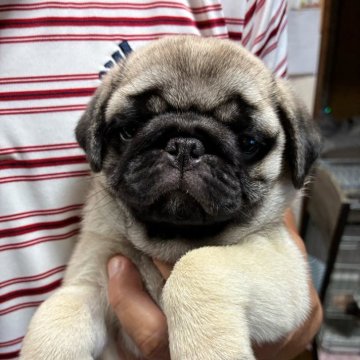パグ【福岡県・男の子・2025年6月19日・フォーン】の写真「可愛い男の子です💕」