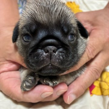 パグ【福岡県・男の子・2025年8月2日・フォーン】の写真「ムチムチした可愛い男の子です💕」