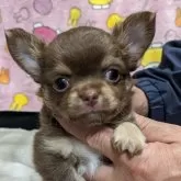 チワワ(ロング)