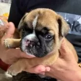 フレンチブルドッグ
