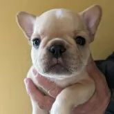 フレンチブルドッグ