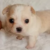 チワワ(ロング)