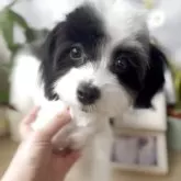 マルプー(トイプードル×マルチーズ)【福岡県・女の子・2025年5月26日・パーティ】の写真2