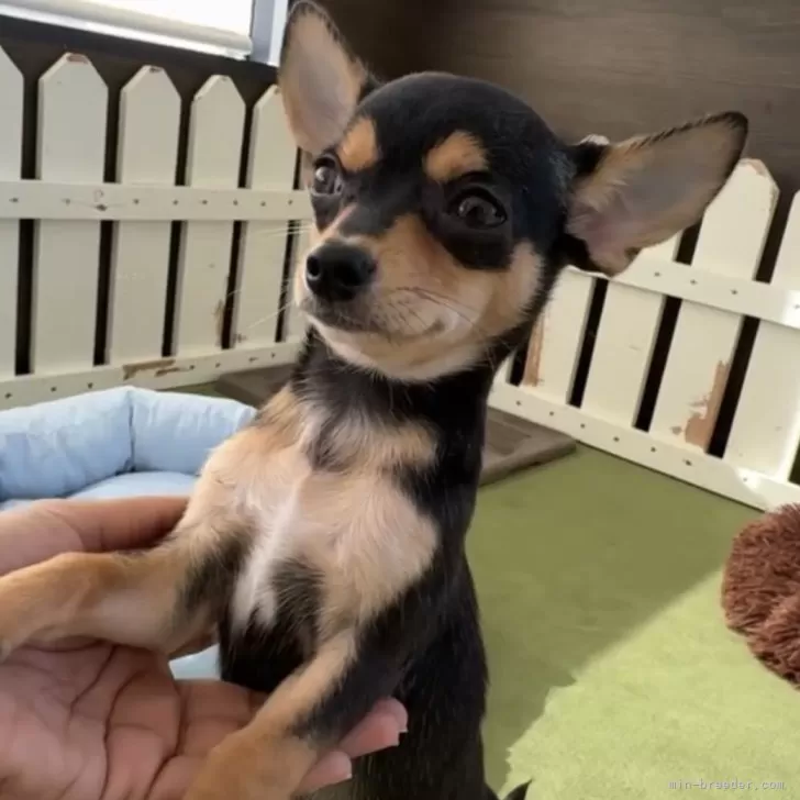 ID：2510-03146の子犬