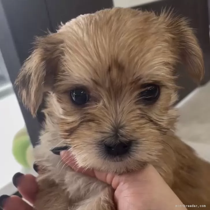 ID:2501-05528の子犬