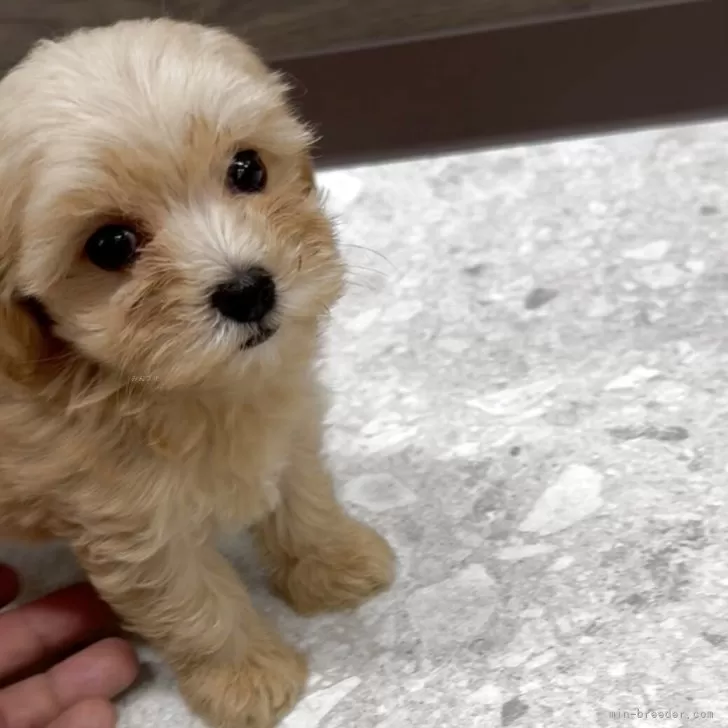 ID:2510-02458の子犬
