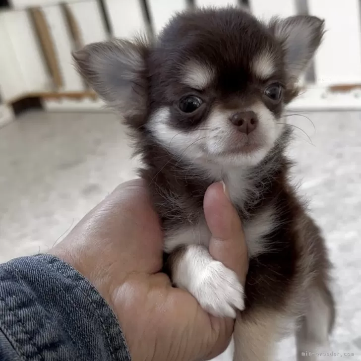 ID：2503-08367の子犬