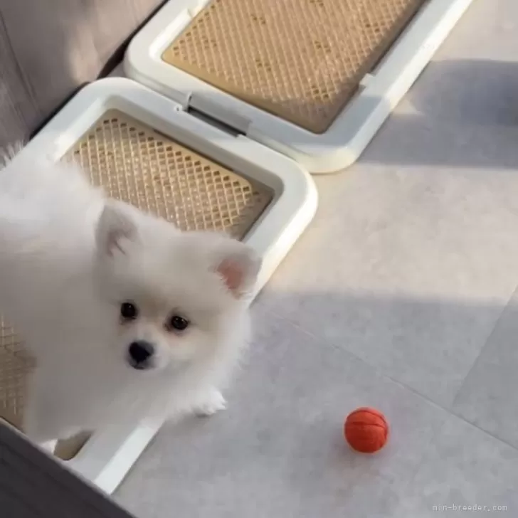 ID:2411-06522の子犬