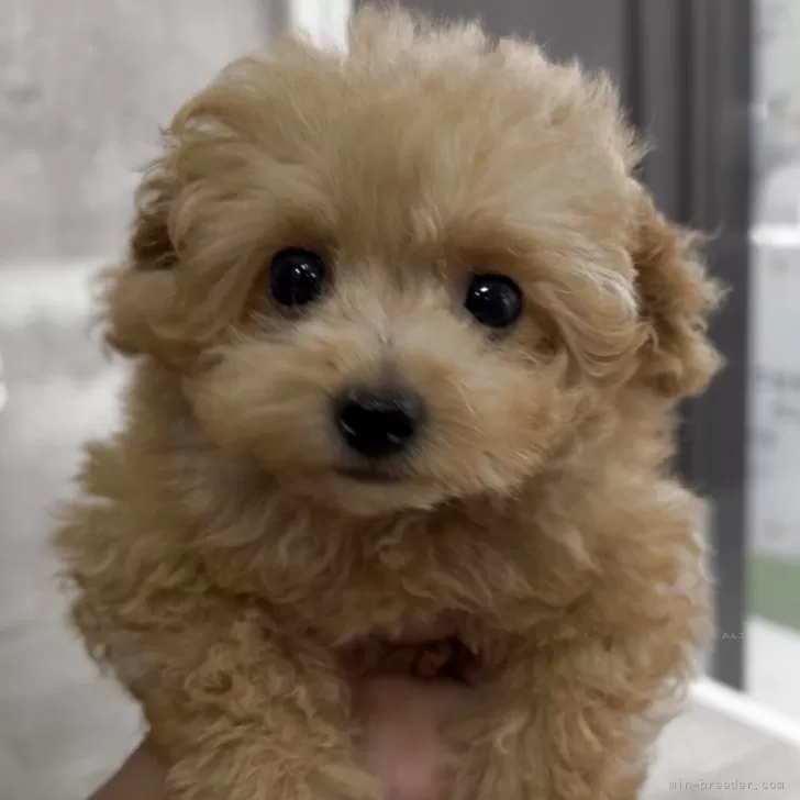 ティーカッププードル【福岡県・男の子・2025年8月1日・アプリ】の写真1