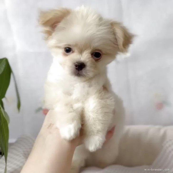 やま 様のお迎えした子犬
