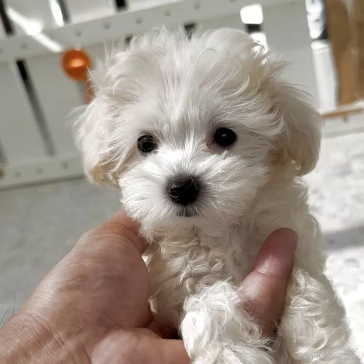 ID：2508-07162の子犬