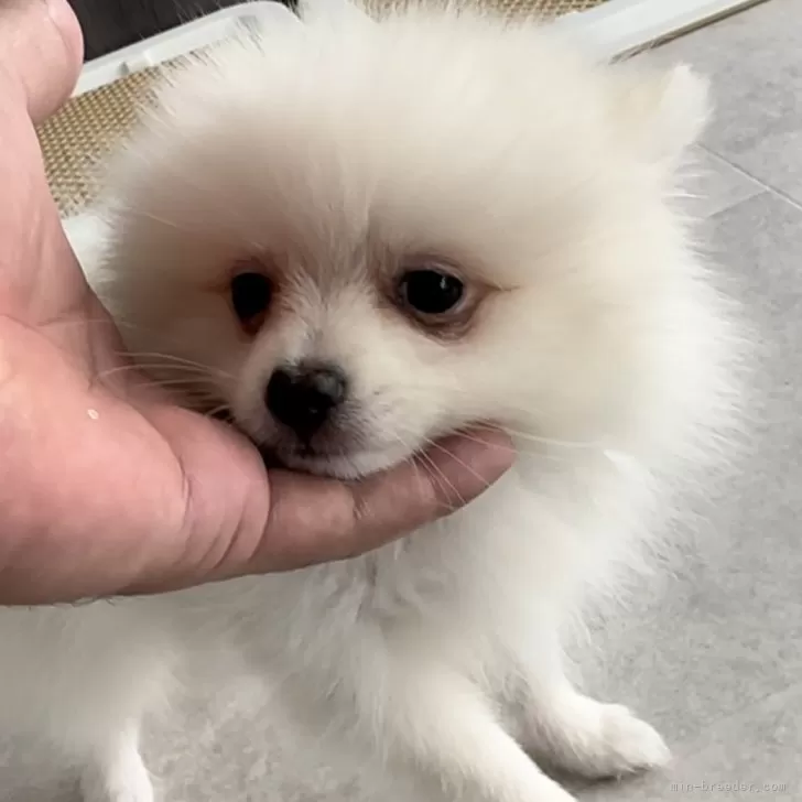 ID:2412-01521の子犬