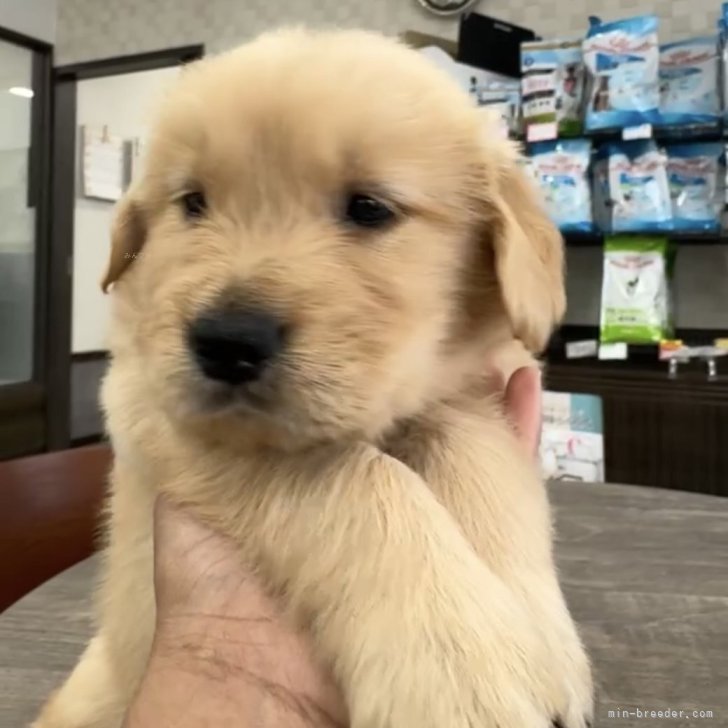 ブリーダー画像