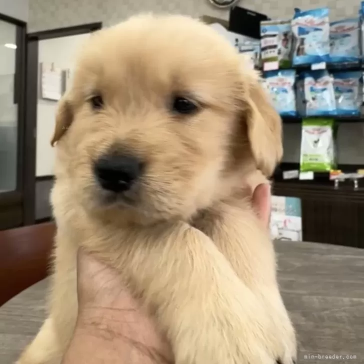 ゴールデンレトリバー【福岡県・女の子・2025年10月13日・ゴールド】の写真1