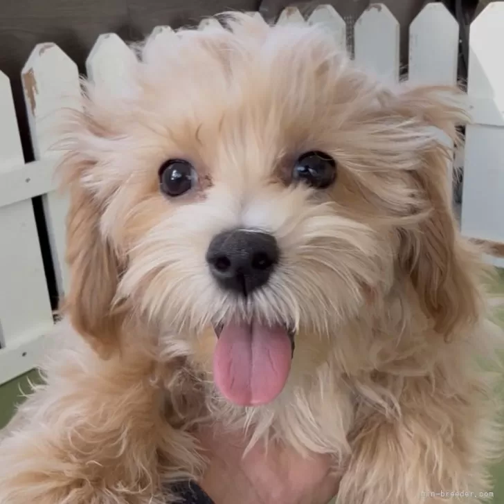 マルプー(マルチーズ×トイプードル)【福岡県・女の子・2025年8月15日・アプリ】の写真1