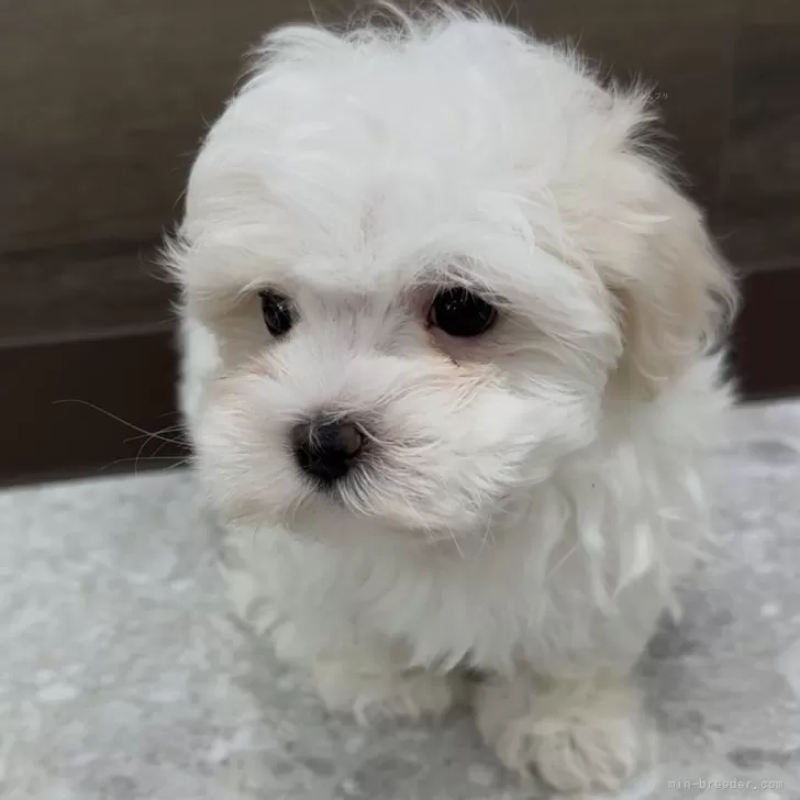 ID:2412-03171の子犬