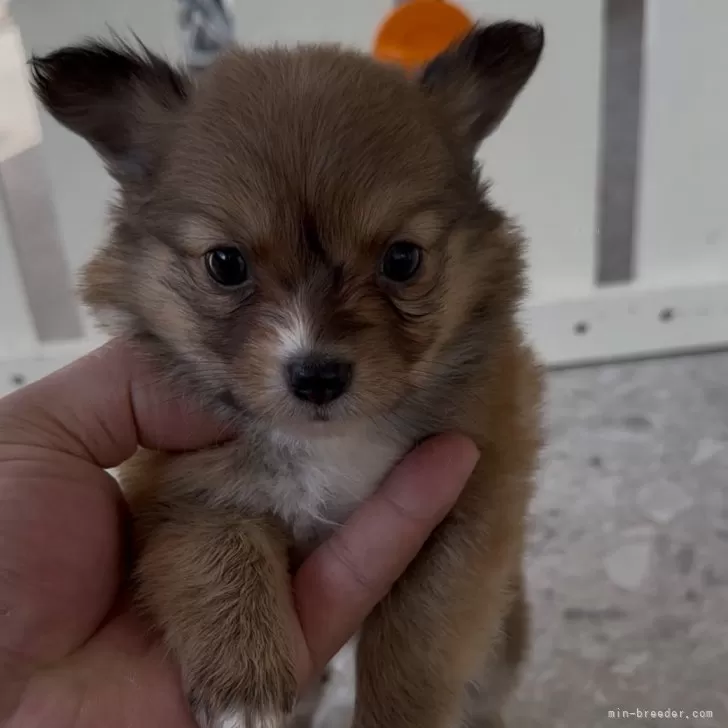 ID:2501-00150の子犬
