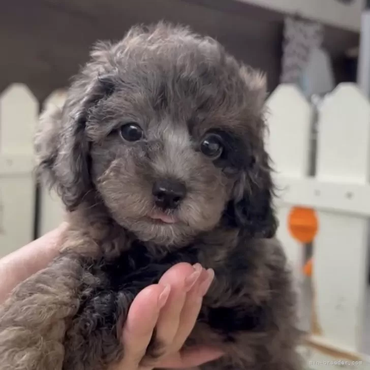 ID：2508-08727の子犬