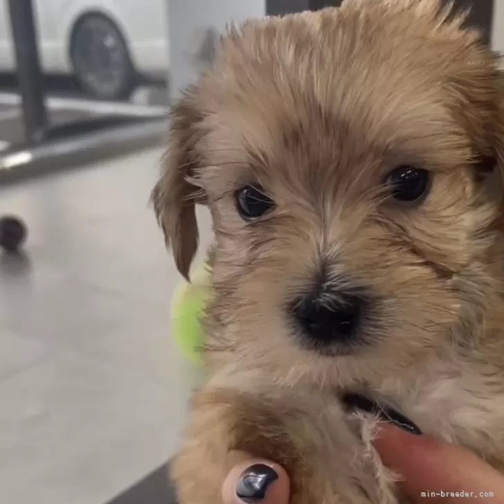 A.H 様のお迎えした子犬