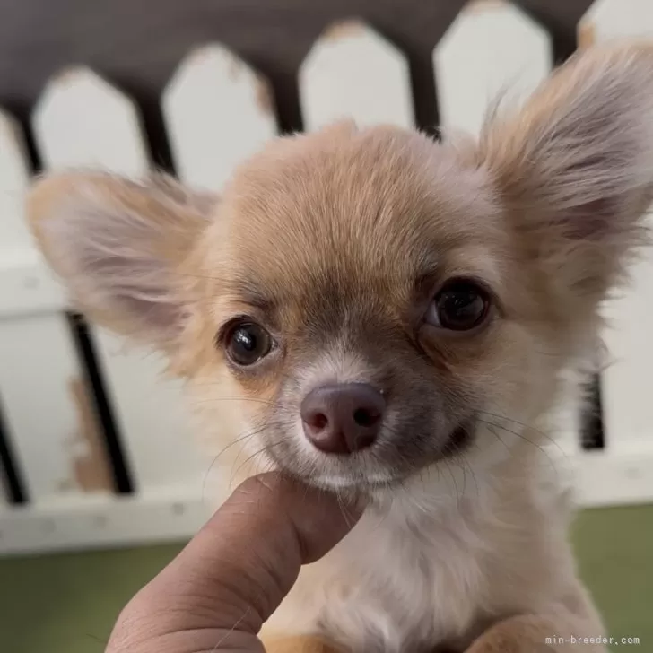 チワワ(ロング)【福岡県・男の子・2025年8月1日・フォーン】の写真1