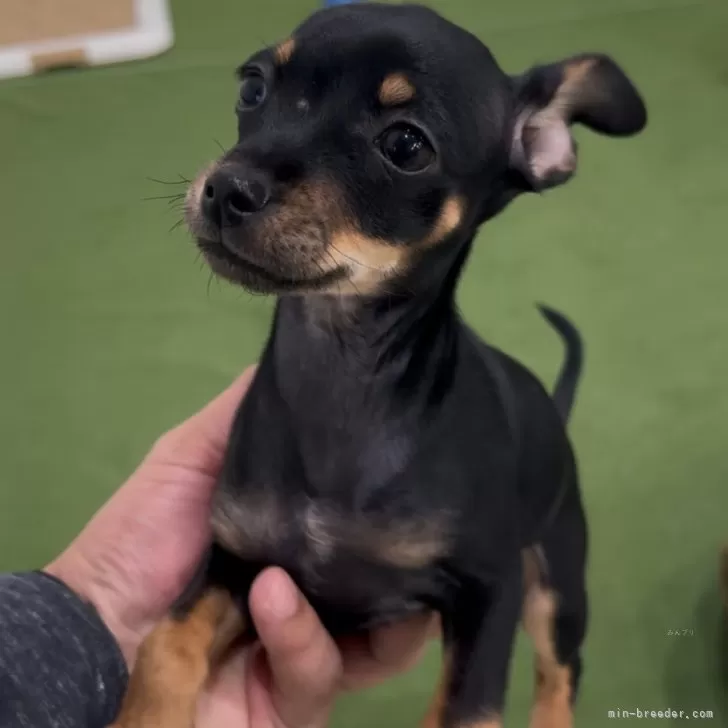ID:2412-03121の子犬
