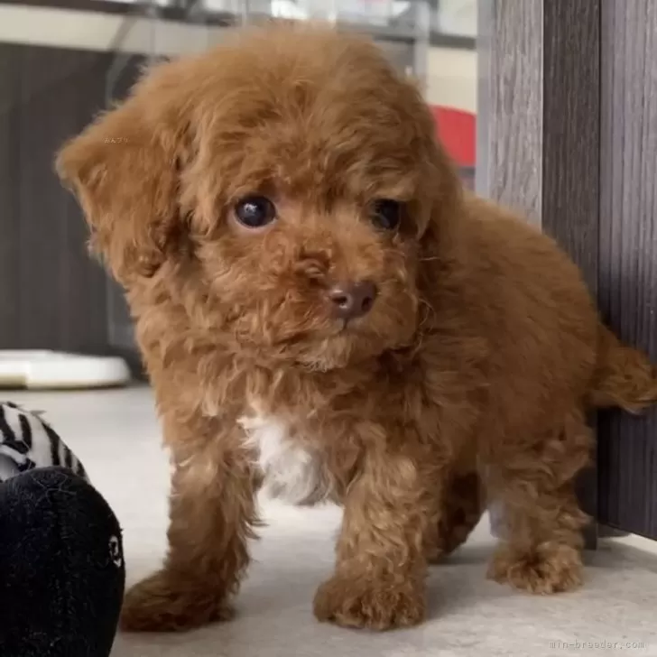 ID:2412-04091の子犬