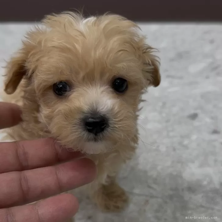 ID:2412-06079の子犬