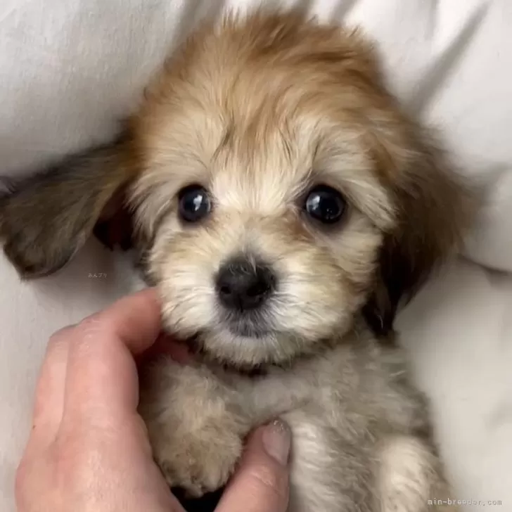 ID:2501-05497の子犬