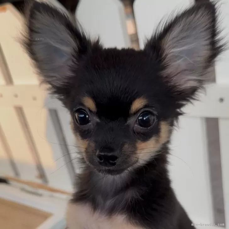 C.A 様のお迎えした子犬
