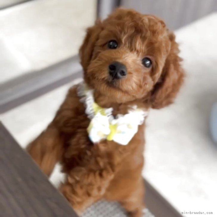 ブリーダー画像